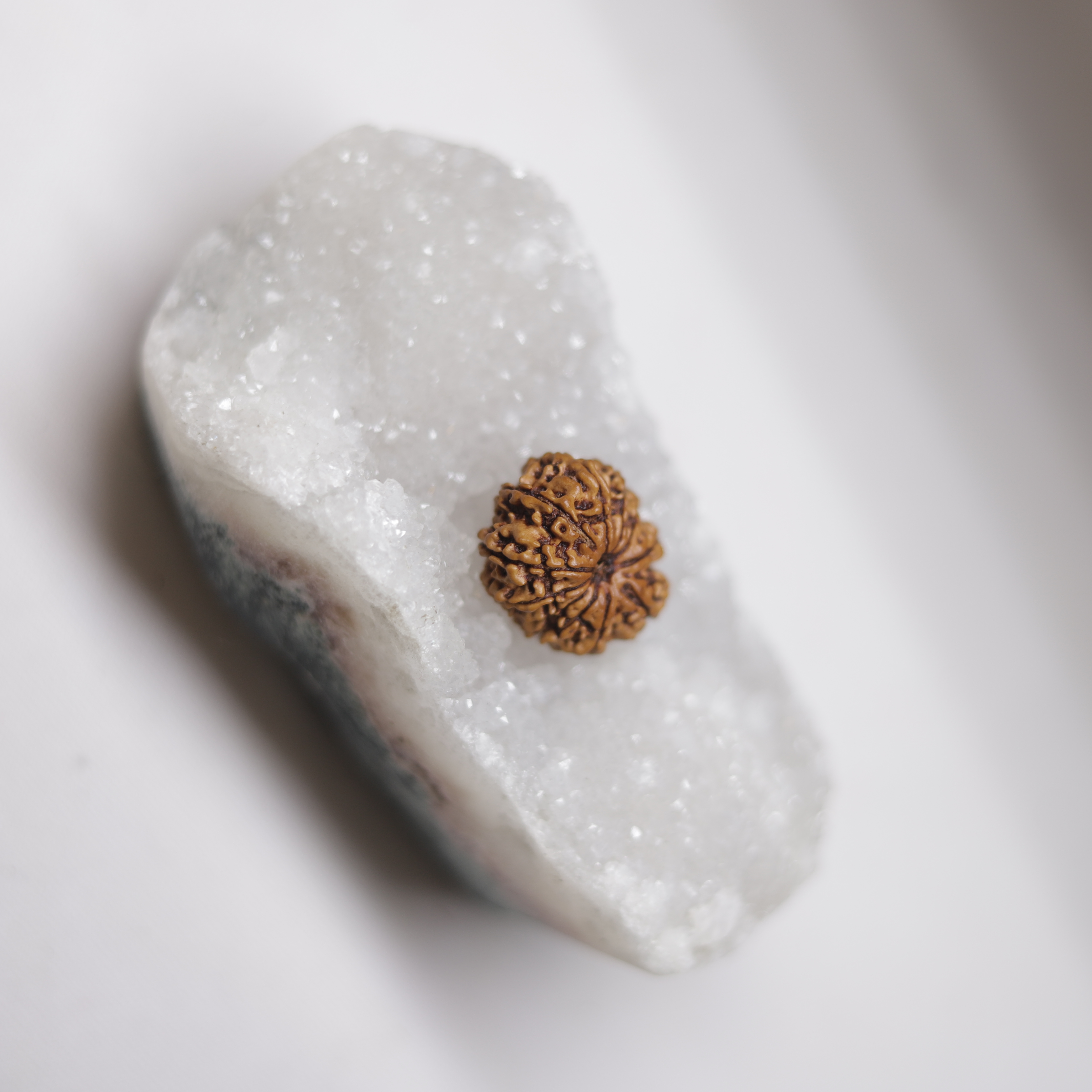 8 Mukhi Rudraksha