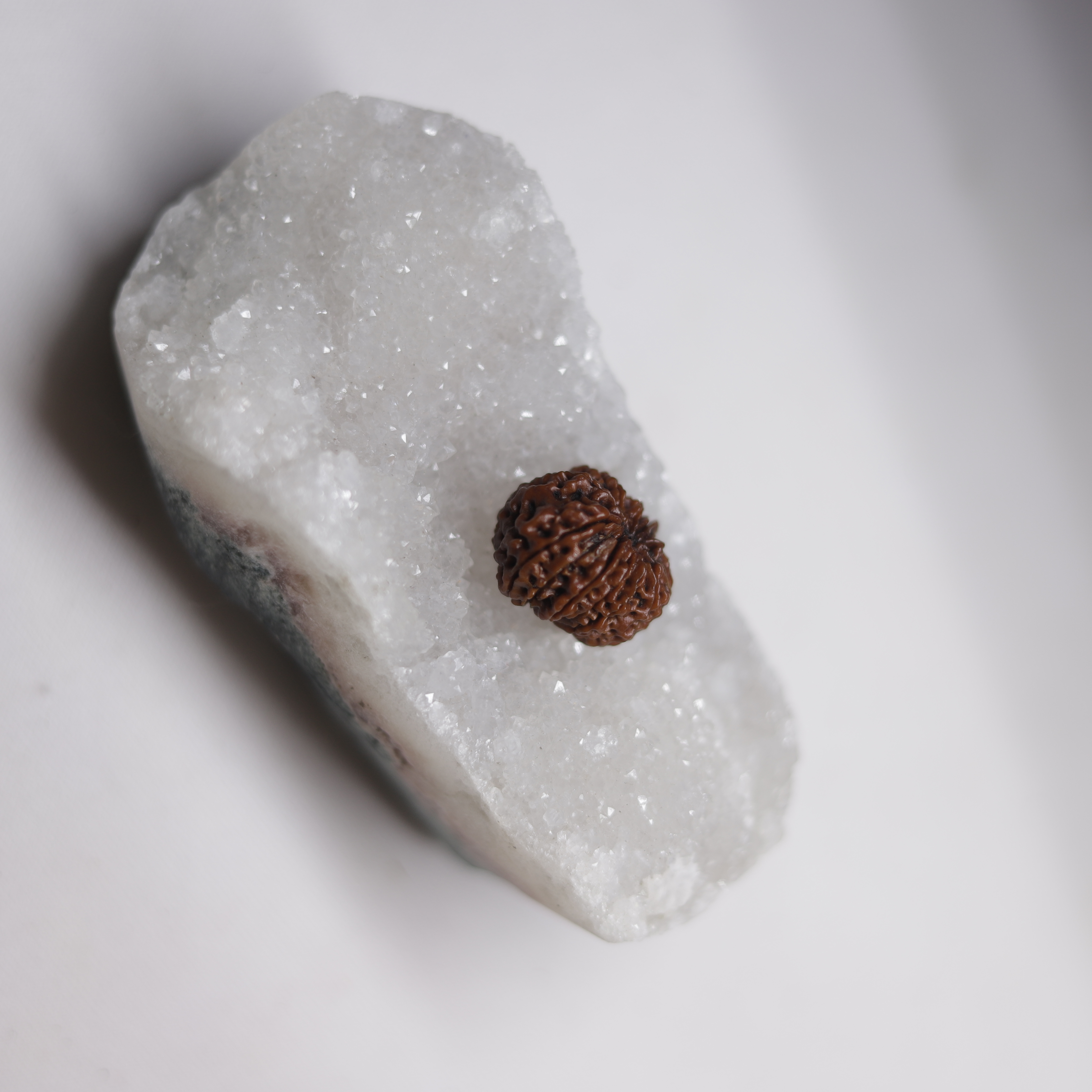 11 Mukhi Rudraksha