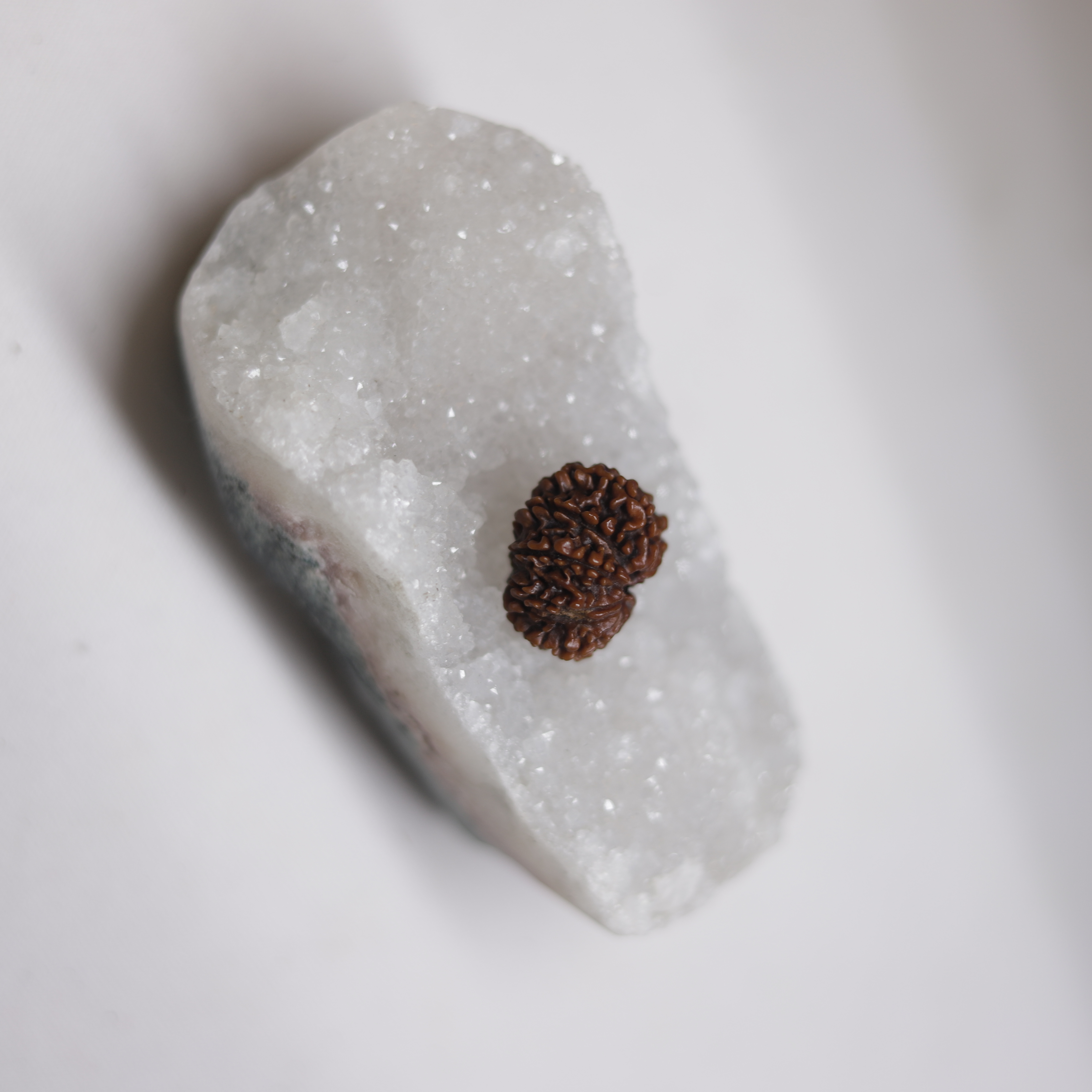 3 Mukhi Rudraksha
