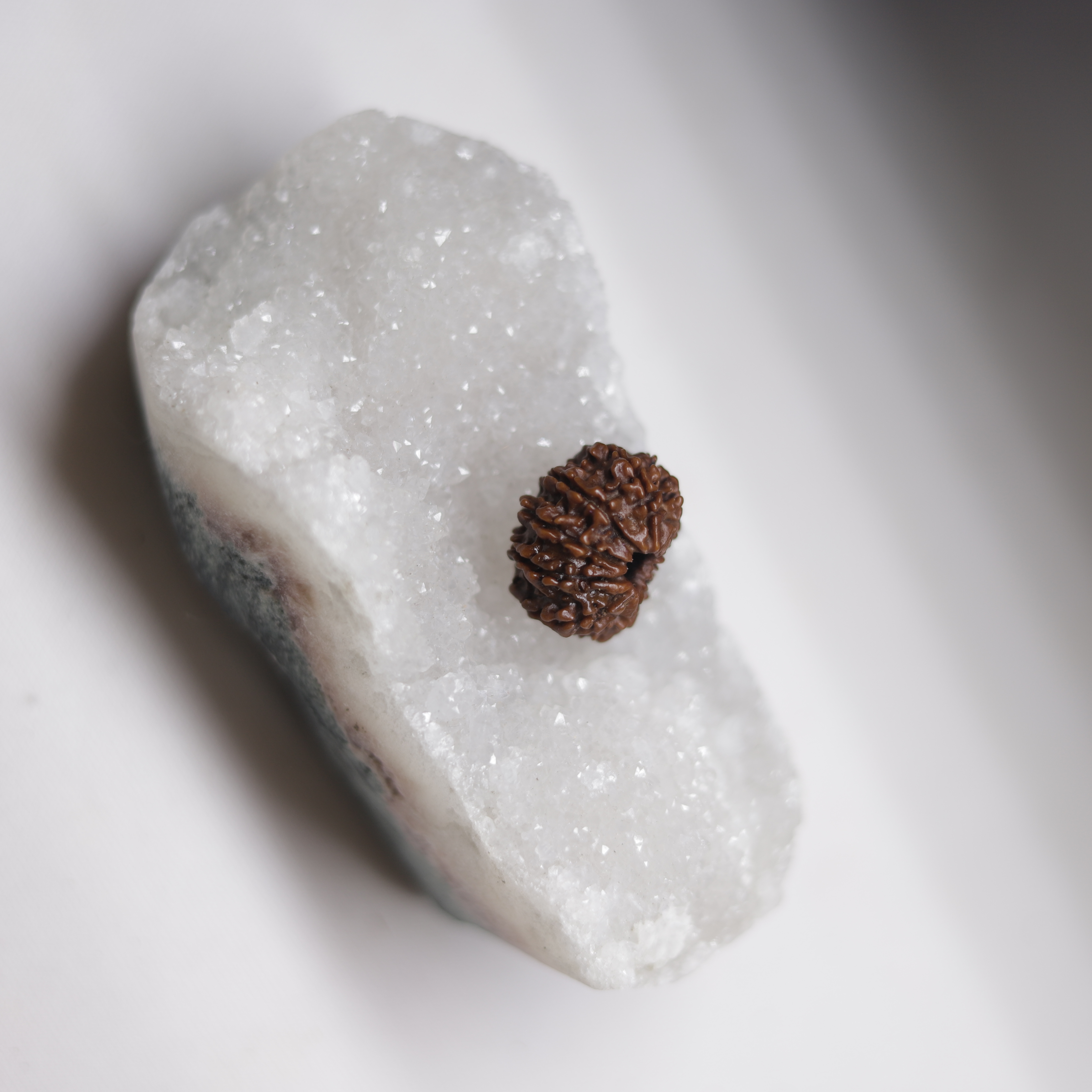 2 Mukhi Rudraksha