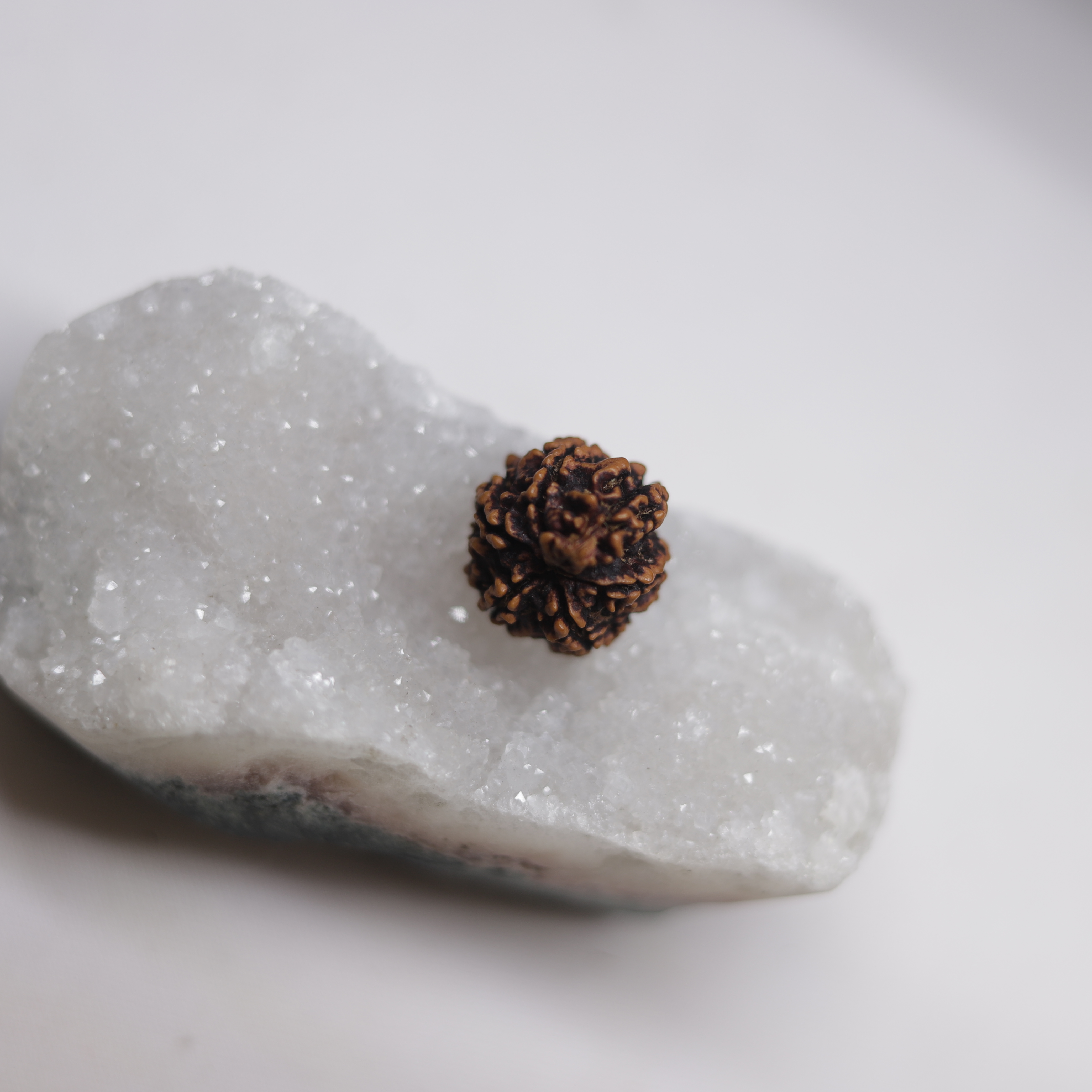 Gauri Shankar Rudraksha