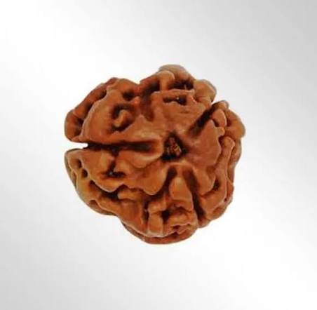 3 Mukhi Rudraksha