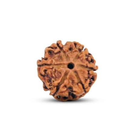6 Mukhi Rudraksha
