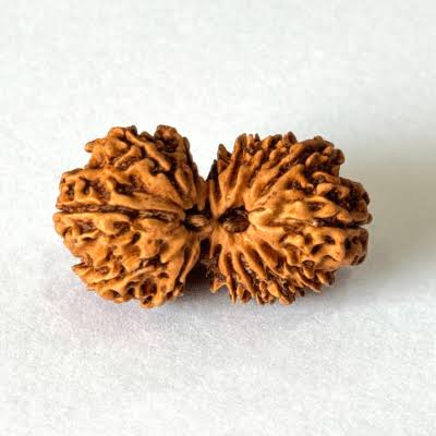 Gouri Sankar nepali Rudraksha