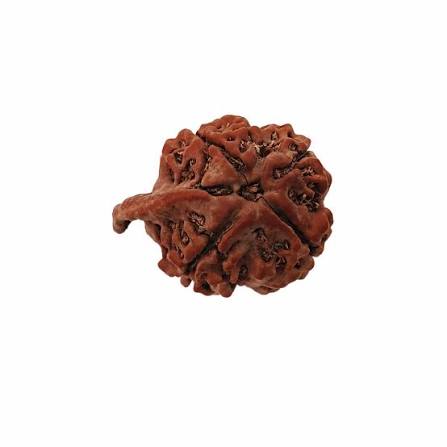 Ganesh Nepali Rudraksha