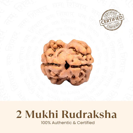 Close-up of a 2 Mukhi Rudraksha bead, 100% authentic and certified on white background