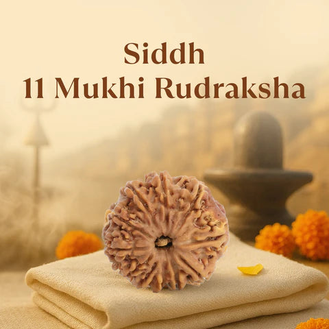 Siddh 11 Mukhi Rudraksha bead on beige cloth with blurred Shiva lingam and marigold flowers
