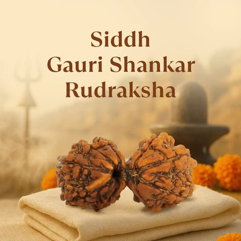 Kashi Siddh Nepal Origin Gauri Shankar Rudraksha -