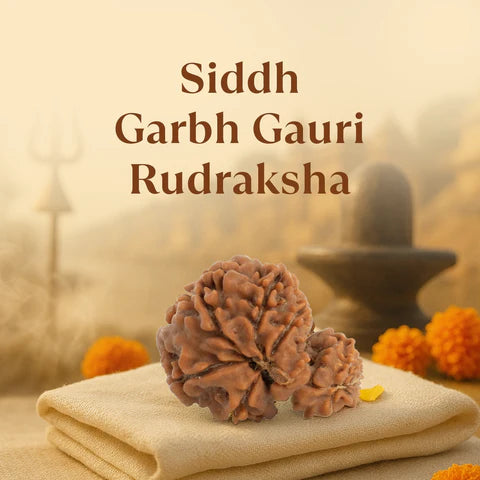 Kashi Siddh Nepal Origin Garbh Gauri Rudraksha -