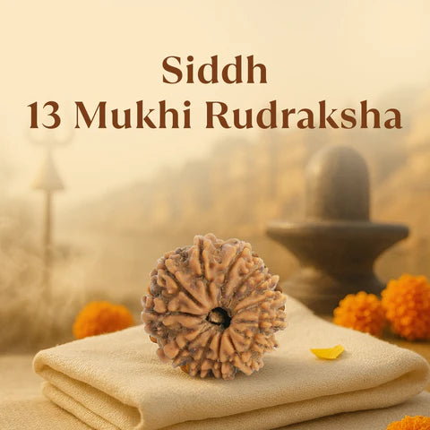 Kashi Siddh Nepal Origin 13 Mukhi Rudraksha -